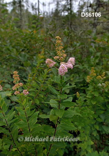 Narrowleaf Meadowsweet (Spiraea alba)